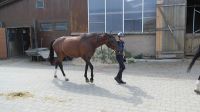 reiten13