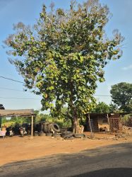 togo013